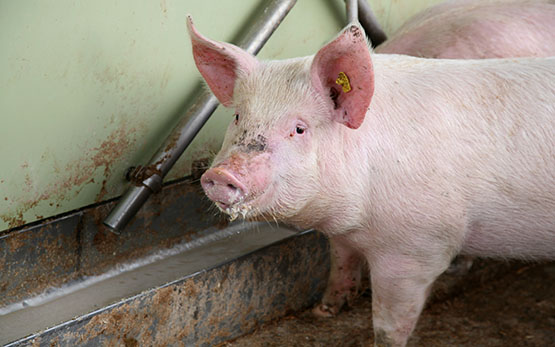 Posieux un cochon tandis que la nourriture