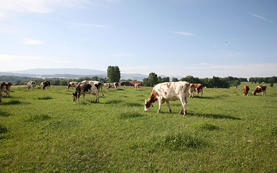 Posieux ruminants on pasture