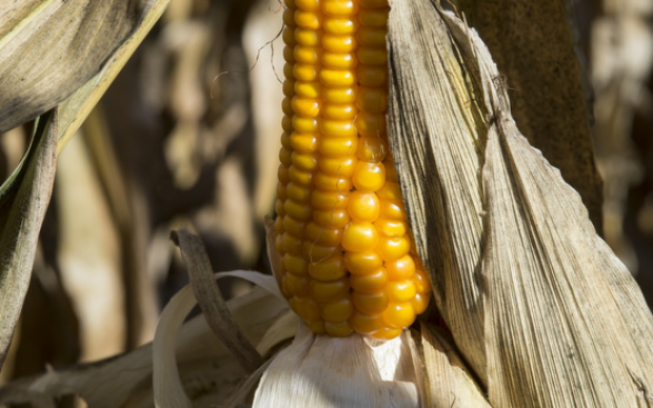 Maize