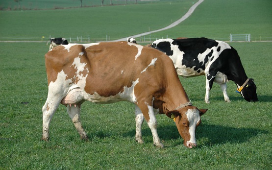 Vaches Holstein pâturage