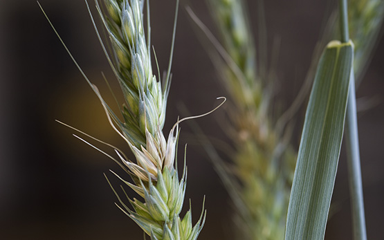 Sélection blé résistance fusarium