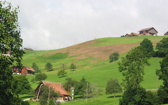 Schaden_Maikaeferengerlinge