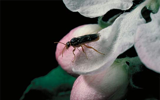 Schaedlingsprognose Hoplocampa Testudinea