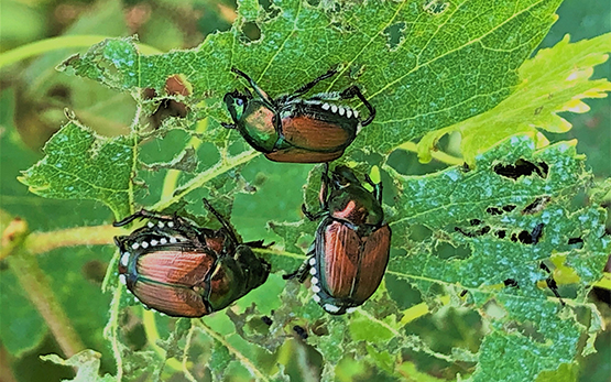 Japankäfer Neobiota