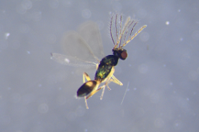 Pnigalio agaules Parasitoid