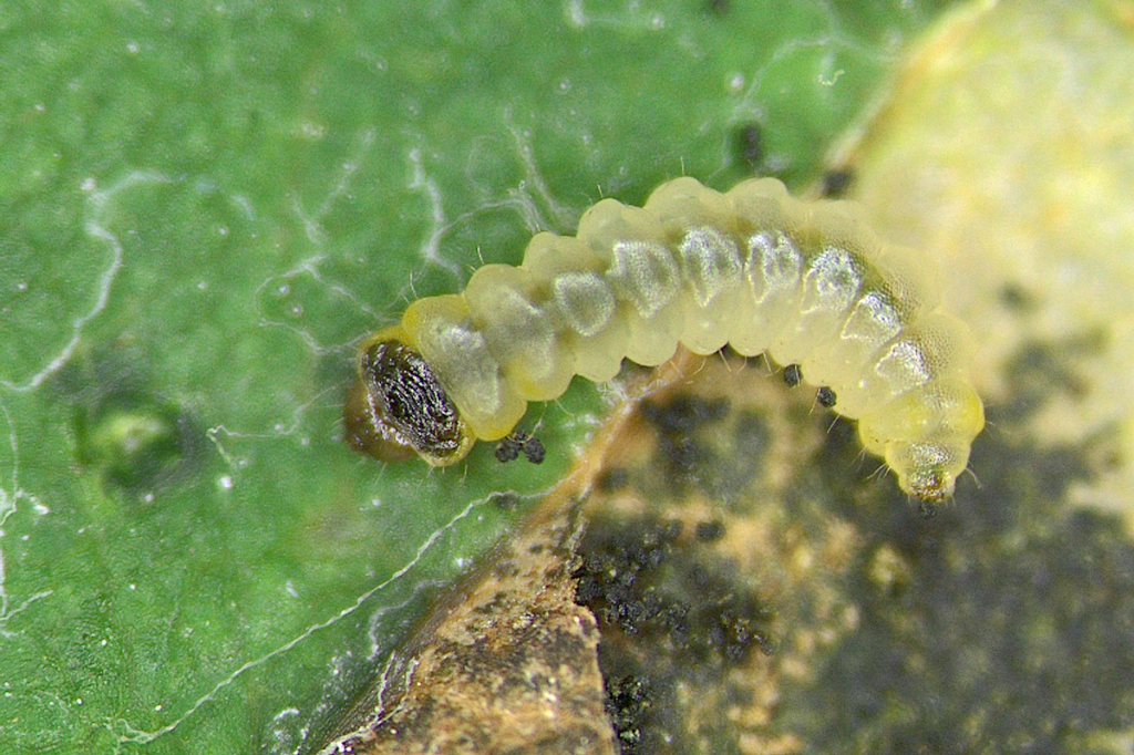 Aspilanta oinophylla Raupe