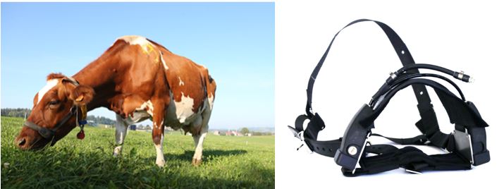 Colloque: Estimation de l’ingestion de l’herbe et surveillance du comportement alimentaire des vaches laitières par RumiWatch