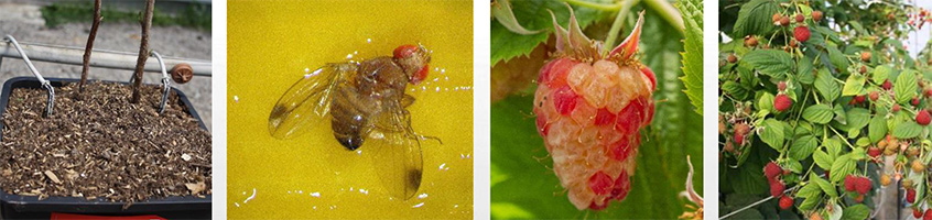 Journée d’information petits fruits 2017