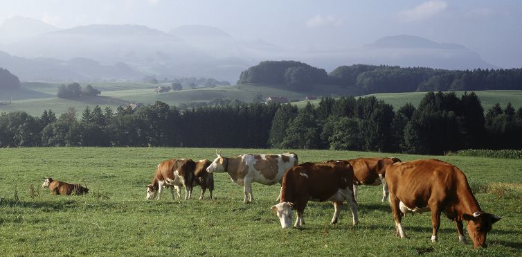 Production végétale pour l'alimentation animale de demain