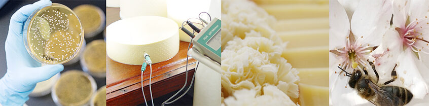 Vivre la recherche – savourer le fromage: «Cheese & Science» chez Agroscope