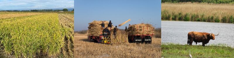 Exploitation des sols humides et tourbiers : défis et opportunités pour la paludiculture en Suisse