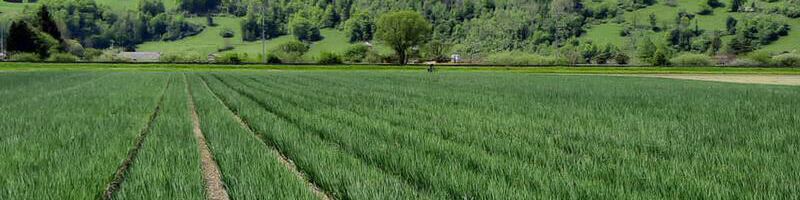 Interkantonale Fachtagung Freilandgemüse 2025