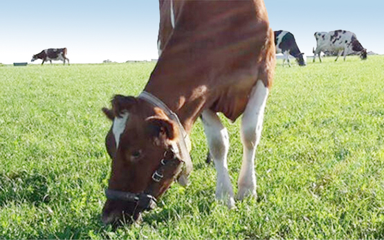 Journée de la production animale d’AGROSCOPE 2020 : efficience chez les ruminants et les porcs