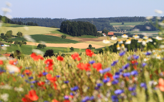 Biodiversité et rendements