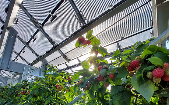 Versuchsanlage Himbeeren Solar