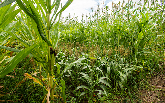 Sorghum