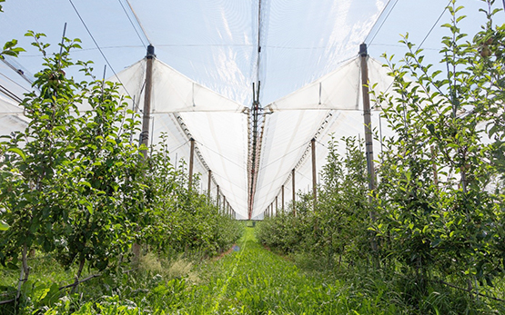 Protection phytosanitaire dans la culture des pommes