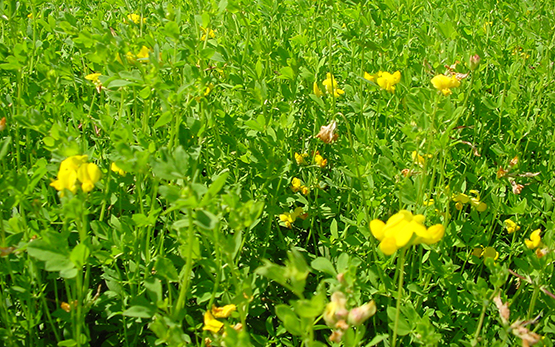 Plantes fourragères