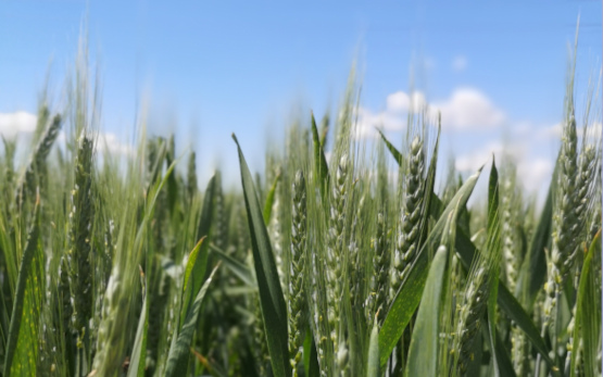 Empfohlene Getreidesorten für die Ernte 2024