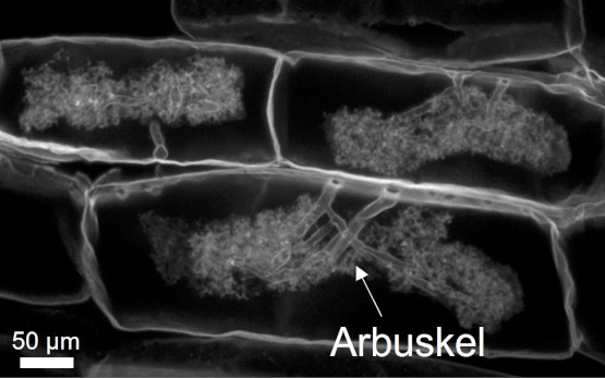 mykorrhiza