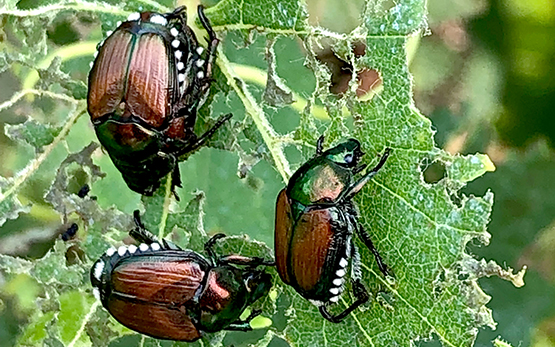 Scarabée japonais (Popilia japonica)