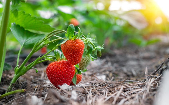 Beeren