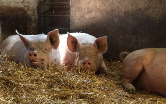Bio-Schweinemast