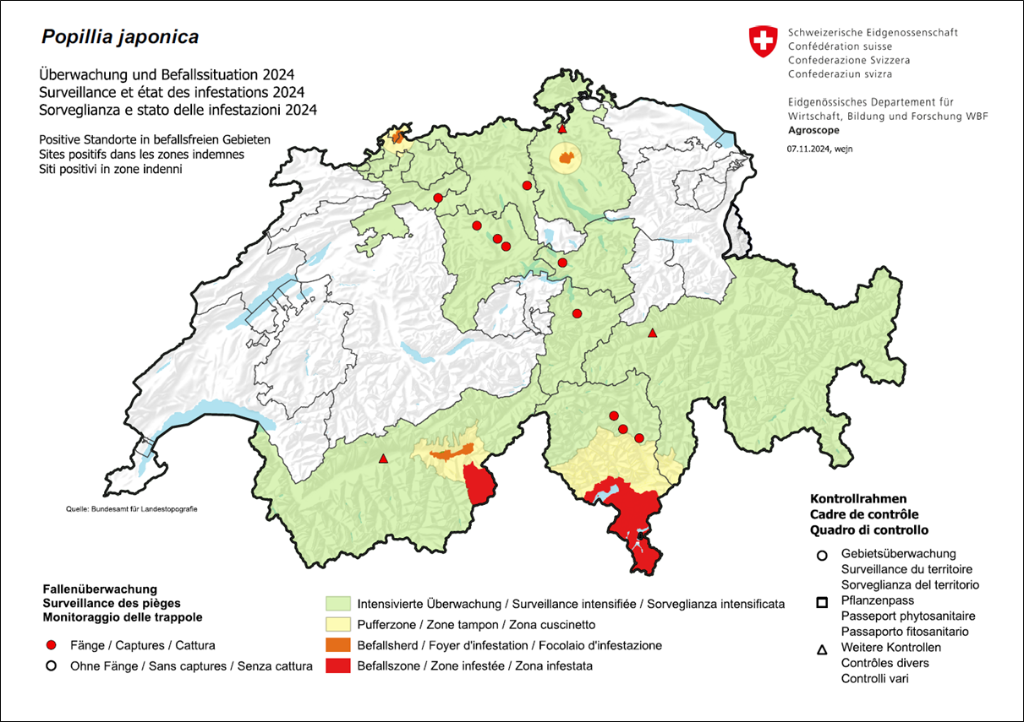 Japankäfer - Überwachung und Befallssituation 2024
