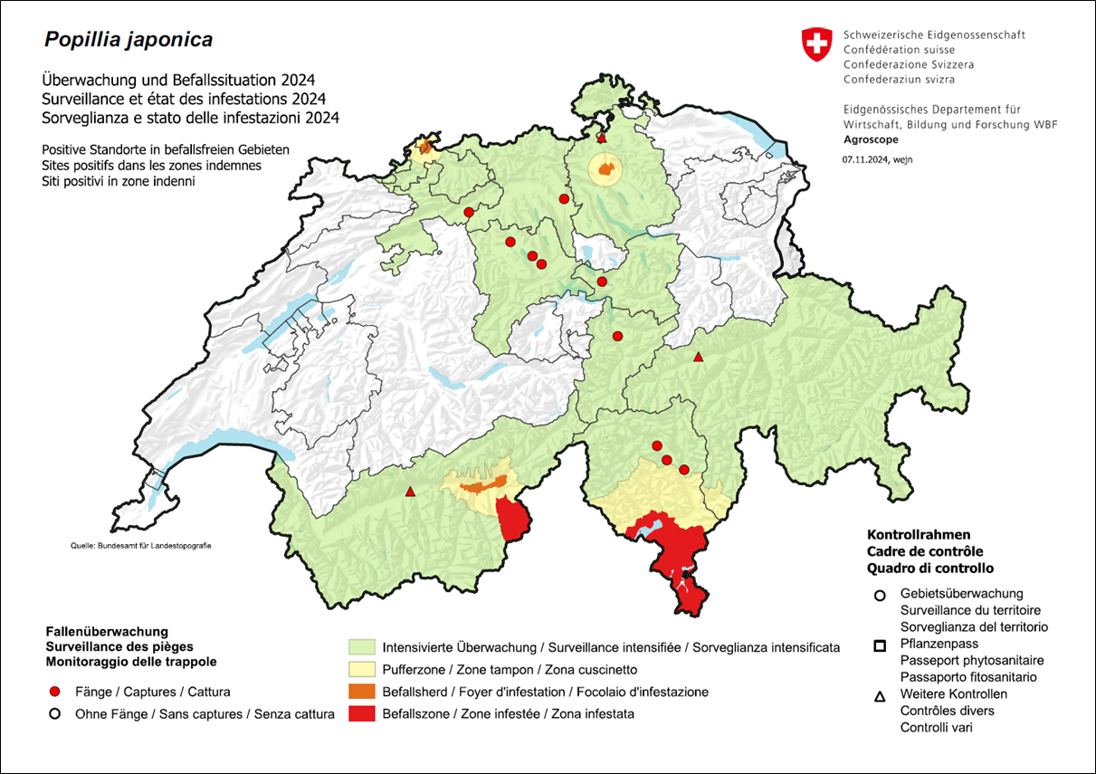 Japankäfer - Überwachung und Befallssituation 2024