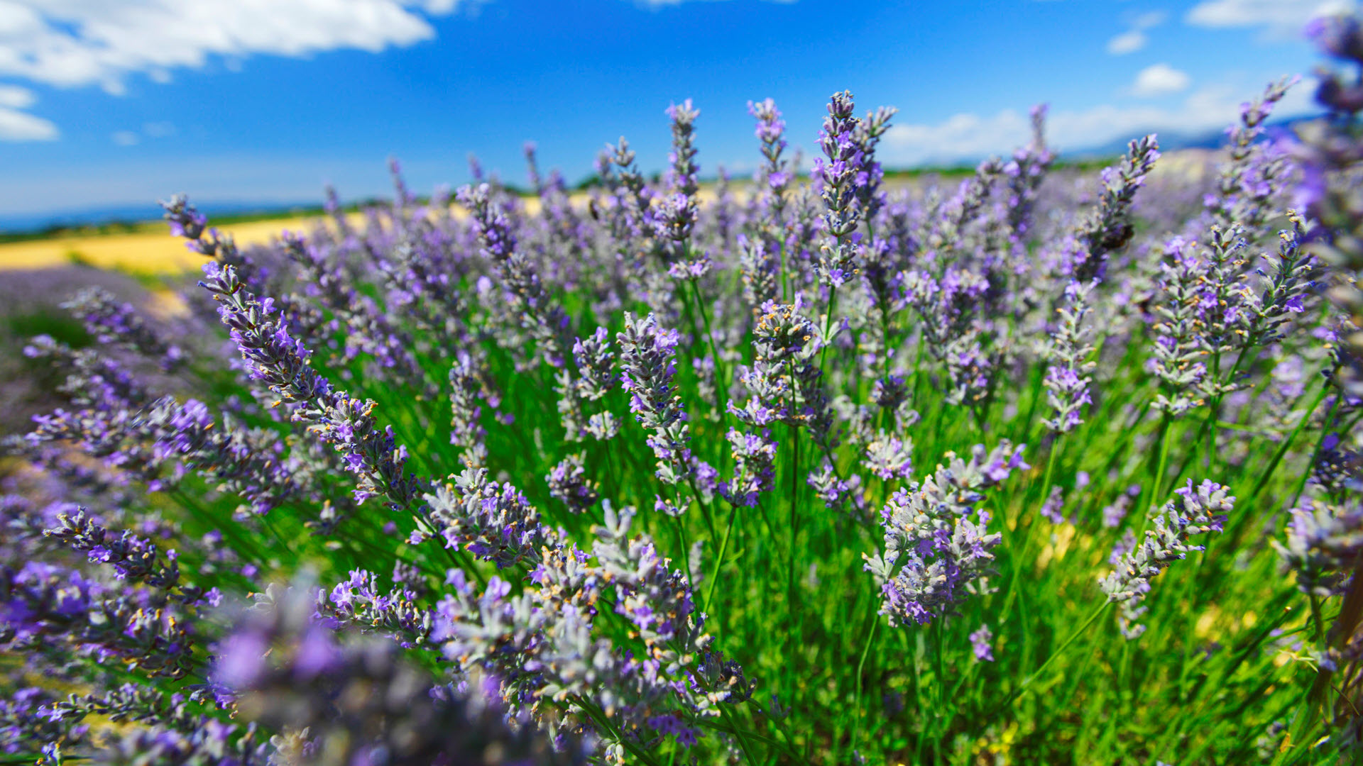 Lavendel