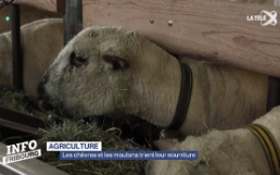 Les chèvres et les moutons trient leur nourriture