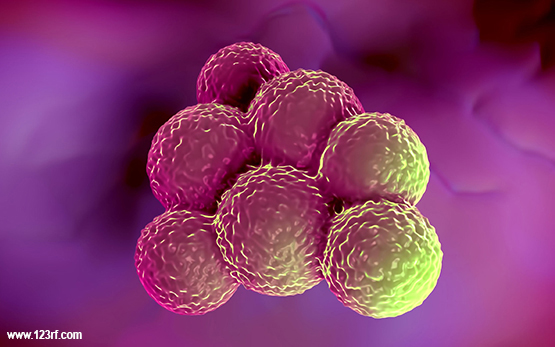 Staphylococcus areus