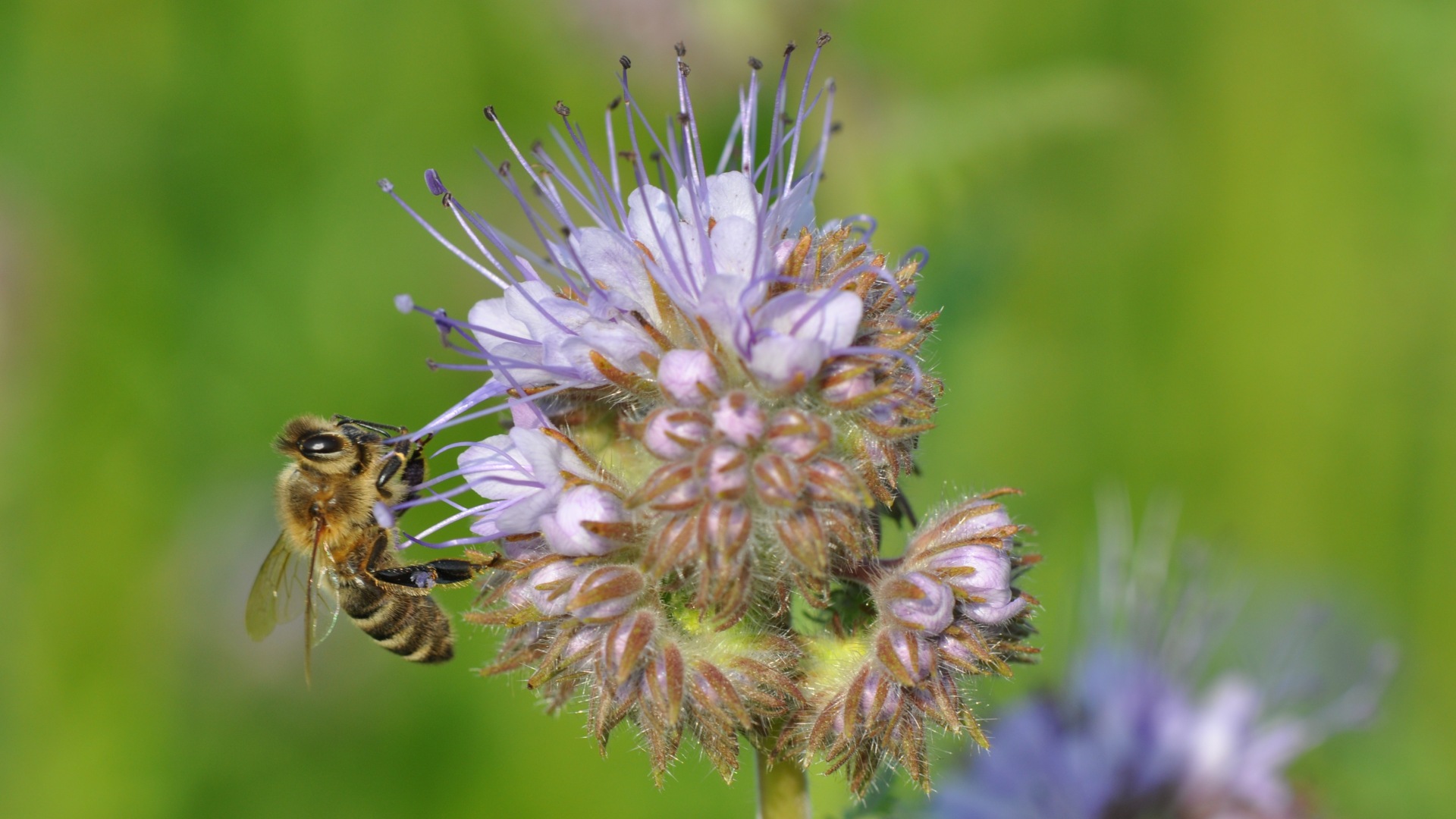 Biene, Phaceliablüte