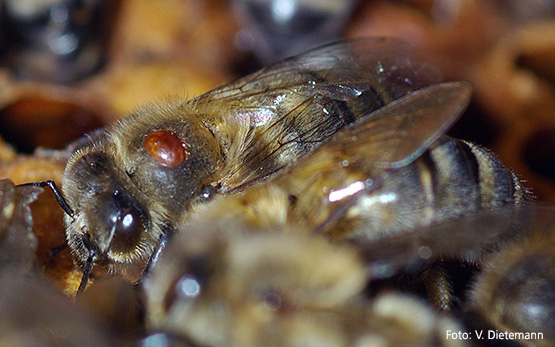 Varroa auf einer Biene