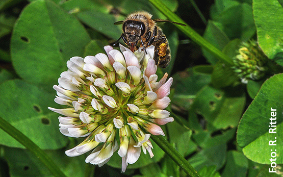 Butineuse de pollen