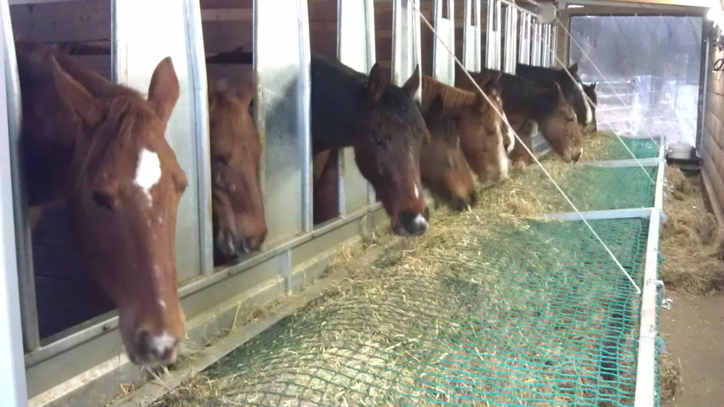 Systèmes de slow-feeding pour chevaux  : comportement alimentaire et de repos