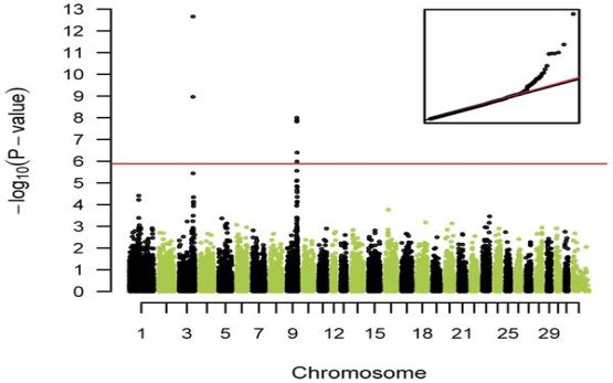 Chromosom