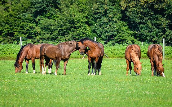 Hengste Gruppe Weide Paquis Forschung
