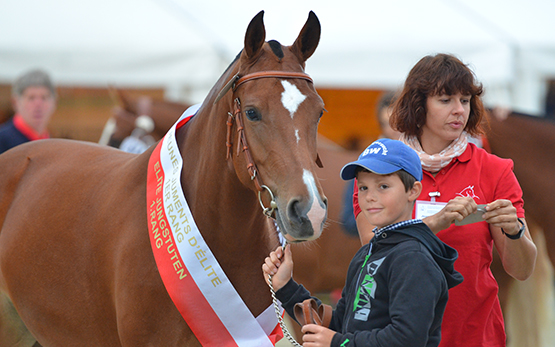 2016 Equus Helveticus