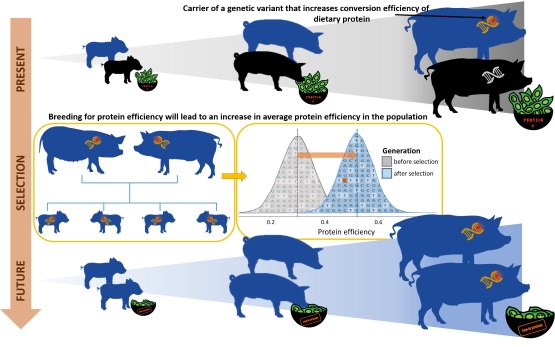 News-Letter Proteineffizienz Schweine 