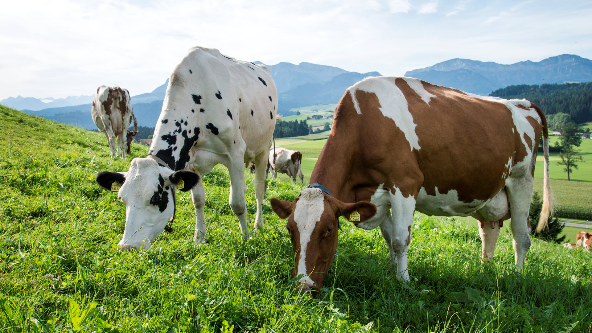 Milchkühe Weide, Rind, Kuh