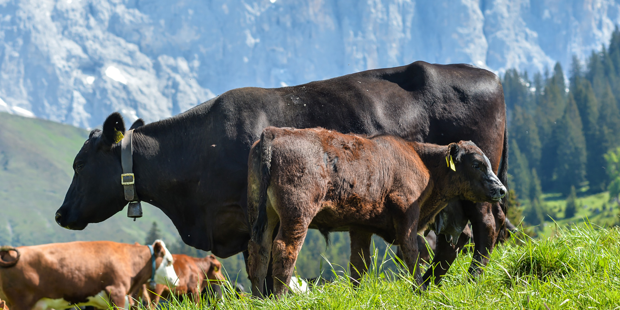 Kühe, Mutterkuh mit Kalb