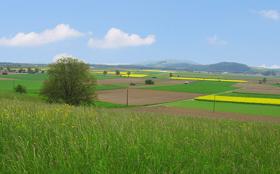 Paysage agricole et espace rural