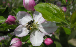 Abeille sur une fleur de pomme