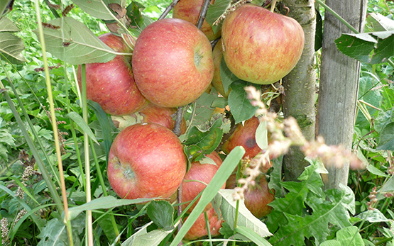 Pflanzenzüchtung Obst Apfel