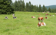 Systèmes pastoraux ruminants