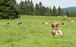 Systèmes pastoraux ruminants