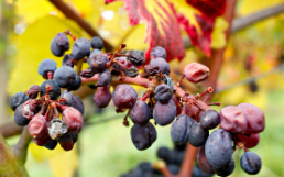 Protection durable contre les micro-organismes en viticulture