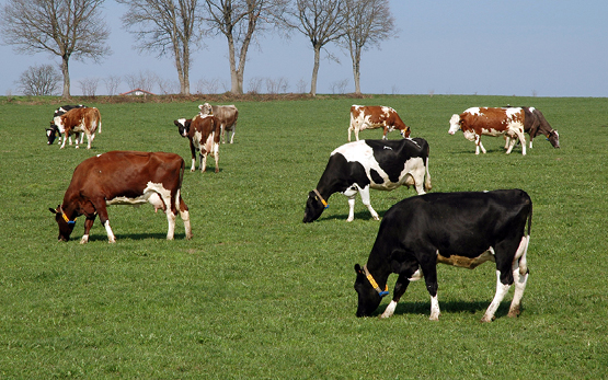 Alimentation des vaches laitières durable et conforme aux besoins