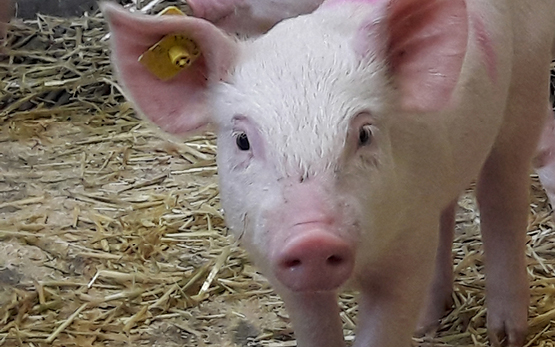 Mesures pour réduire les antibiotiques dans l'élevage de porcs